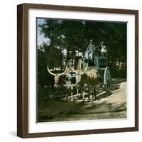 Buffaloes Pulling the Watering-Carriage of the Jardin D'Acclimatation, Paris-Leon, Levy et Fils-Framed Photographic Print