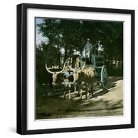 Buffaloes Pulling the Watering-Carriage of the Jardin D'Acclimatation, Paris-Leon, Levy et Fils-Framed Photographic Print