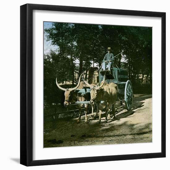 Buffaloes Pulling the Watering-Carriage of the Jardin D'Acclimatation, Paris-Leon, Levy et Fils-Framed Photographic Print