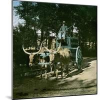 Buffaloes Pulling the Watering-Carriage of the Jardin D'Acclimatation, Paris-Leon, Levy et Fils-Mounted Photographic Print