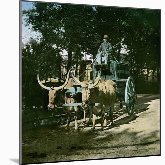 Buffaloes Pulling the Watering-Carriage of the Jardin D'Acclimatation, Paris-Leon, Levy et Fils-Mounted Photographic Print