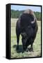 Buffaloes, South Dakota, Usa-Michael Runkel-Framed Stretched Canvas
