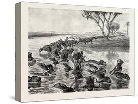 Buffaloes Watered in the Nile, Egypt, 1879-null-Stretched Canvas
