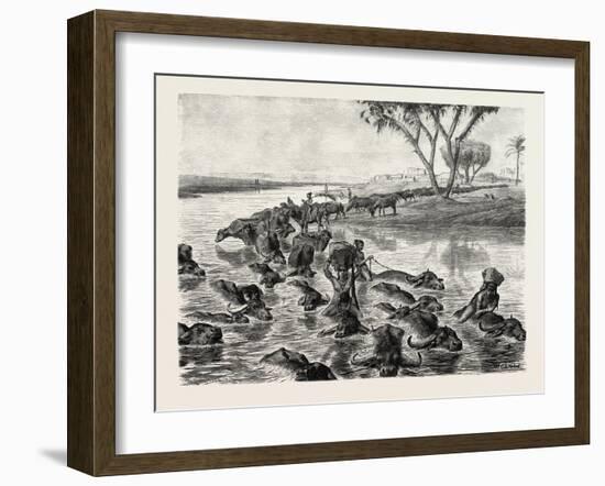 Buffaloes Watered in the Nile, Egypt, 1879-null-Framed Giclee Print