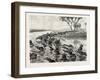 Buffaloes Watered in the Nile, Egypt, 1879-null-Framed Giclee Print