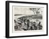 Buffaloes Watered in the Nile, Egypt, 1879-null-Framed Giclee Print