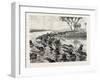 Buffaloes Watered in the Nile, Egypt, 1879-null-Framed Giclee Print