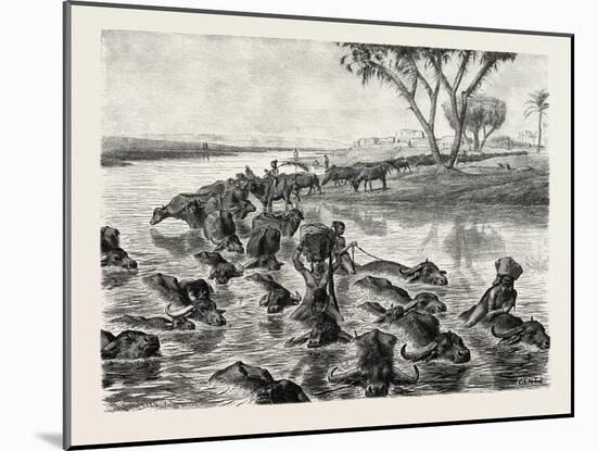 Buffaloes Watered in the Nile, Egypt, 1879-null-Mounted Giclee Print