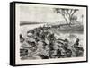 Buffaloes Watered in the Nile, Egypt, 1879-null-Framed Stretched Canvas