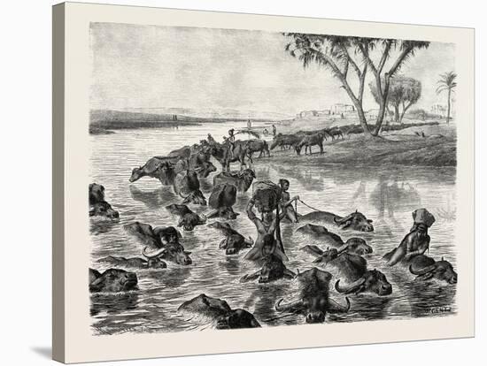 Buffaloes Watered in the Nile, Egypt, 1879-null-Stretched Canvas