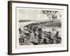 Buffaloes Watered in the Nile, Egypt, 1879-null-Framed Giclee Print