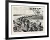 Buffaloes Watered in the Nile, Egypt, 1879-null-Framed Giclee Print