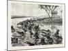 Buffaloes Watered in the Nile, Egypt, 1879-null-Mounted Giclee Print