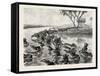 Buffaloes Watered in the Nile, Egypt, 1879-null-Framed Stretched Canvas