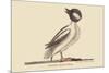 Buffed Head Duck-Mark Catesby-Mounted Premium Giclee Print