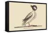 Buffed Head Duck-Mark Catesby-Framed Stretched Canvas