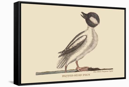 Buffed Head Duck-Mark Catesby-Framed Stretched Canvas