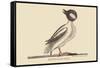 Buffed Head Duck-Mark Catesby-Framed Stretched Canvas