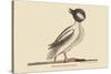 Buffed Head Duck-Mark Catesby-Stretched Canvas