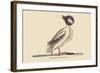 Buffed Head Duck-Mark Catesby-Framed Art Print