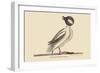 Buffed Head Duck-Mark Catesby-Framed Art Print