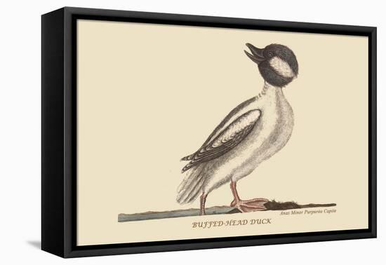 Buffed Head Duck-Mark Catesby-Framed Stretched Canvas