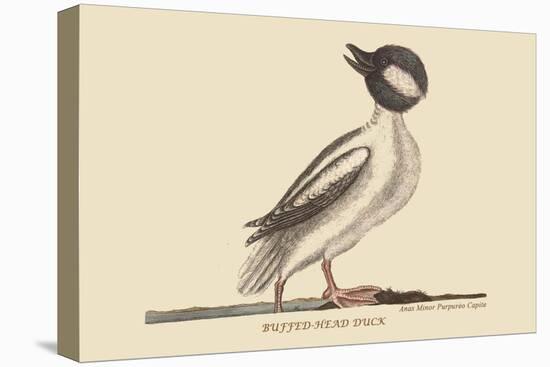 Buffed Head Duck-Mark Catesby-Stretched Canvas