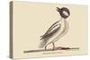 Buffed Head Duck-Mark Catesby-Stretched Canvas