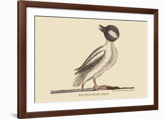 Buffed Head Duck-Mark Catesby-Framed Art Print