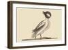 Buffed Head Duck-Mark Catesby-Framed Art Print