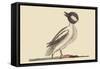 Buffed Head Duck-Mark Catesby-Framed Stretched Canvas