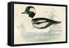 Buffel Headed Duck-Beverley R. Morris-Framed Stretched Canvas