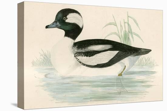 Buffel Headed Duck-Beverley R. Morris-Stretched Canvas