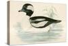 Buffel Headed Duck-Beverley R. Morris-Stretched Canvas