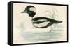 Buffel Headed Duck-Beverley R. Morris-Framed Stretched Canvas