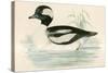 Buffel Headed Duck-Beverley R. Morris-Stretched Canvas