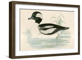 Buffel Headed Duck-Beverley R. Morris-Framed Giclee Print
