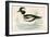 Buffel Headed Duck-Beverley R. Morris-Framed Giclee Print