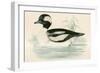Buffel Headed Duck-Beverley R. Morris-Framed Giclee Print