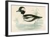 Buffel Headed Duck-Beverley R. Morris-Framed Giclee Print