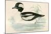 Buffel Headed Duck-Beverley R. Morris-Mounted Giclee Print