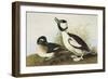 Buffel-Headed Duck-John James Audubon-Framed Art Print