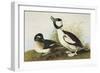 Buffel-Headed Duck-John James Audubon-Framed Art Print