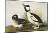 Buffel-Headed Duck-John James Audubon-Mounted Art Print