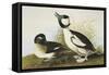 Buffel-Headed Duck-John James Audubon-Framed Stretched Canvas