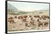 Bufffalo Herd, Yellowstone National Park-null-Framed Stretched Canvas