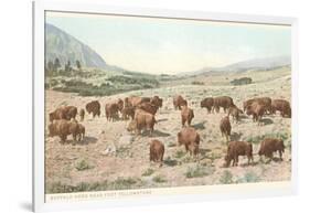 Bufffalo Herd, Yellowstone National Park-null-Framed Art Print