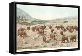 Bufffalo Herd, Yellowstone National Park-null-Framed Stretched Canvas