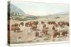 Bufffalo Herd, Yellowstone National Park-null-Stretched Canvas