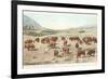 Bufffalo Herd, Yellowstone National Park-null-Framed Premium Giclee Print